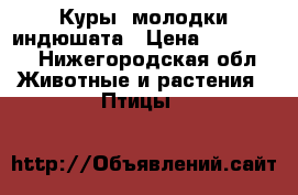 Куры  молодки,индюшата › Цена ­ 250-300 - Нижегородская обл. Животные и растения » Птицы   